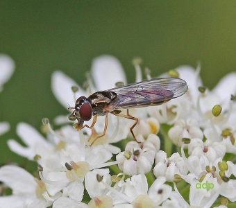 Melanostoma scalare, hoverfly, female, Alan Prowse